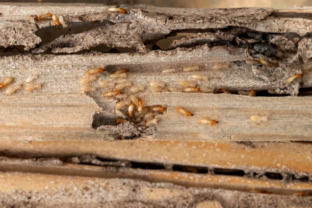 Best Affordable Pest Control Services  in Annandale, NJ